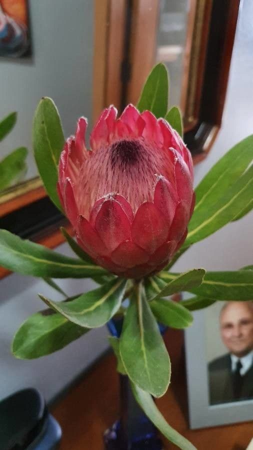 Protea carciofoide 19