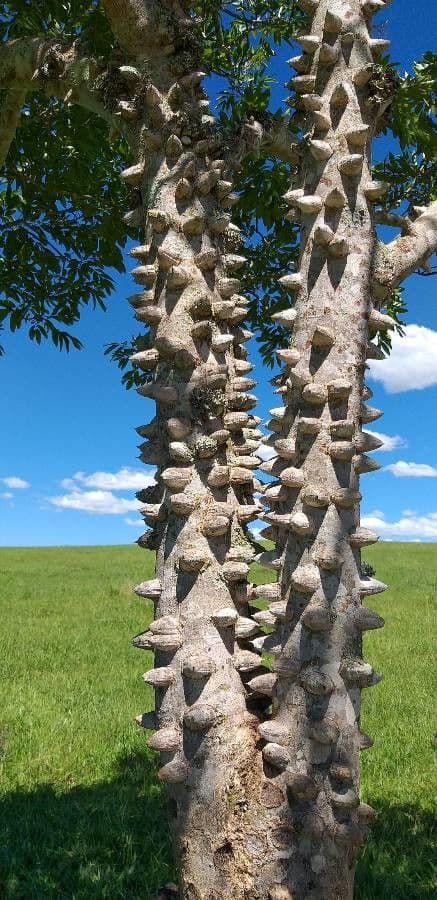 Zanthoxylum 3