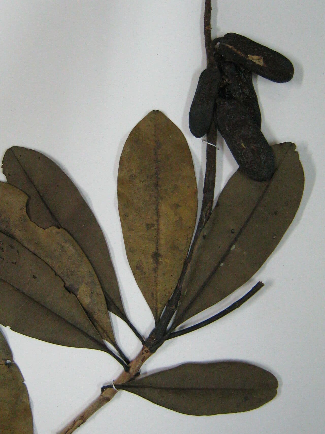 Vochysia 3