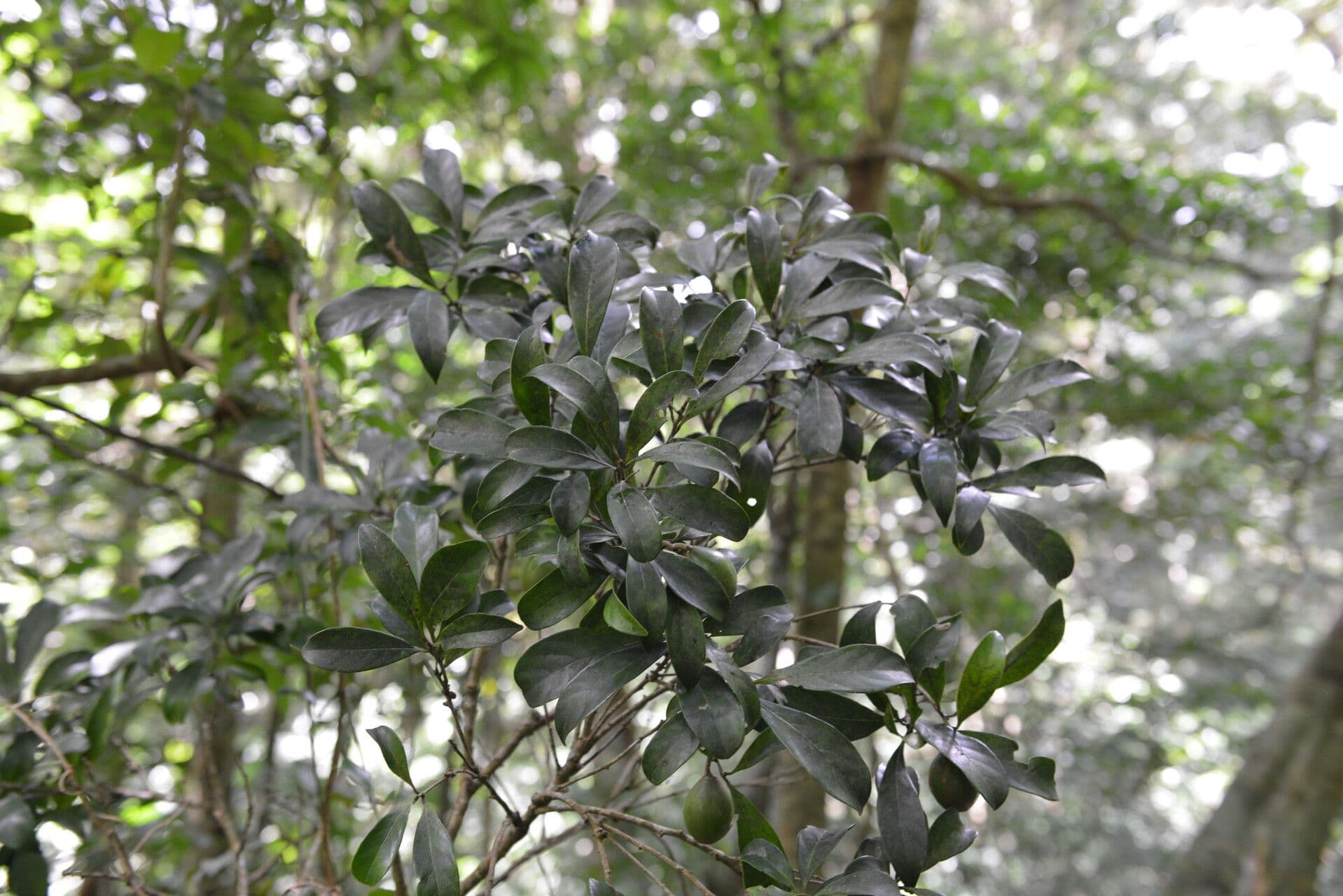 Pouteria 11