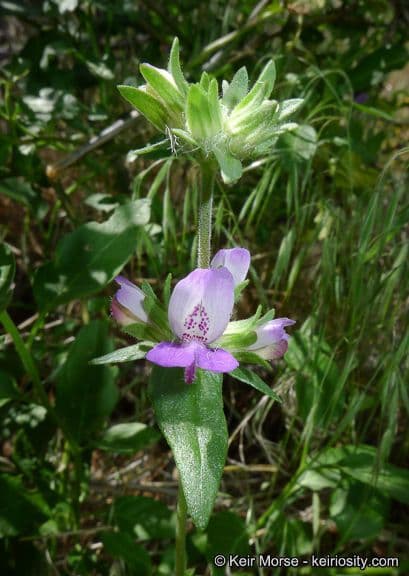 Collinsia concolor