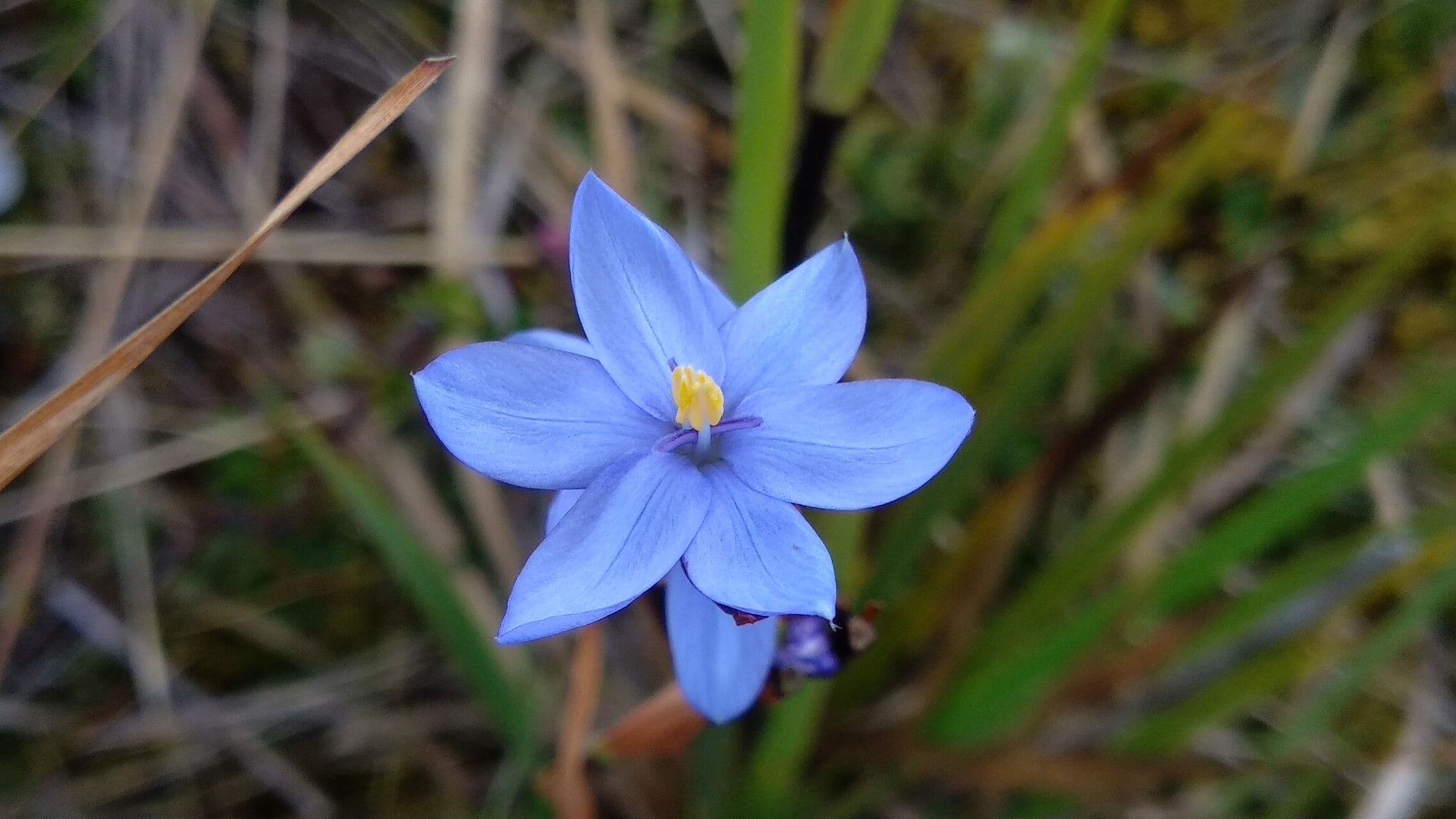 Iris del Chimborazo 6