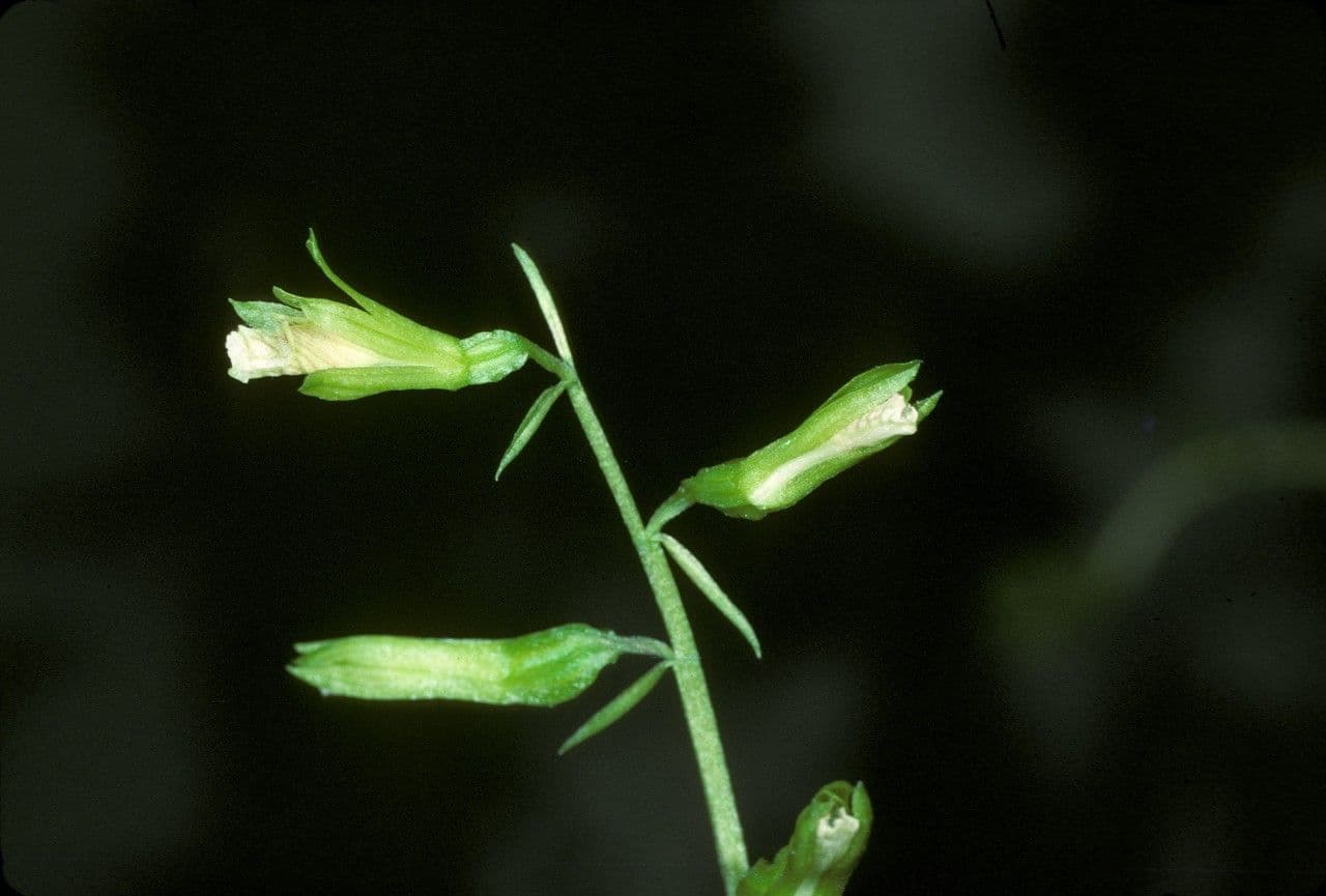 Nervilia 3