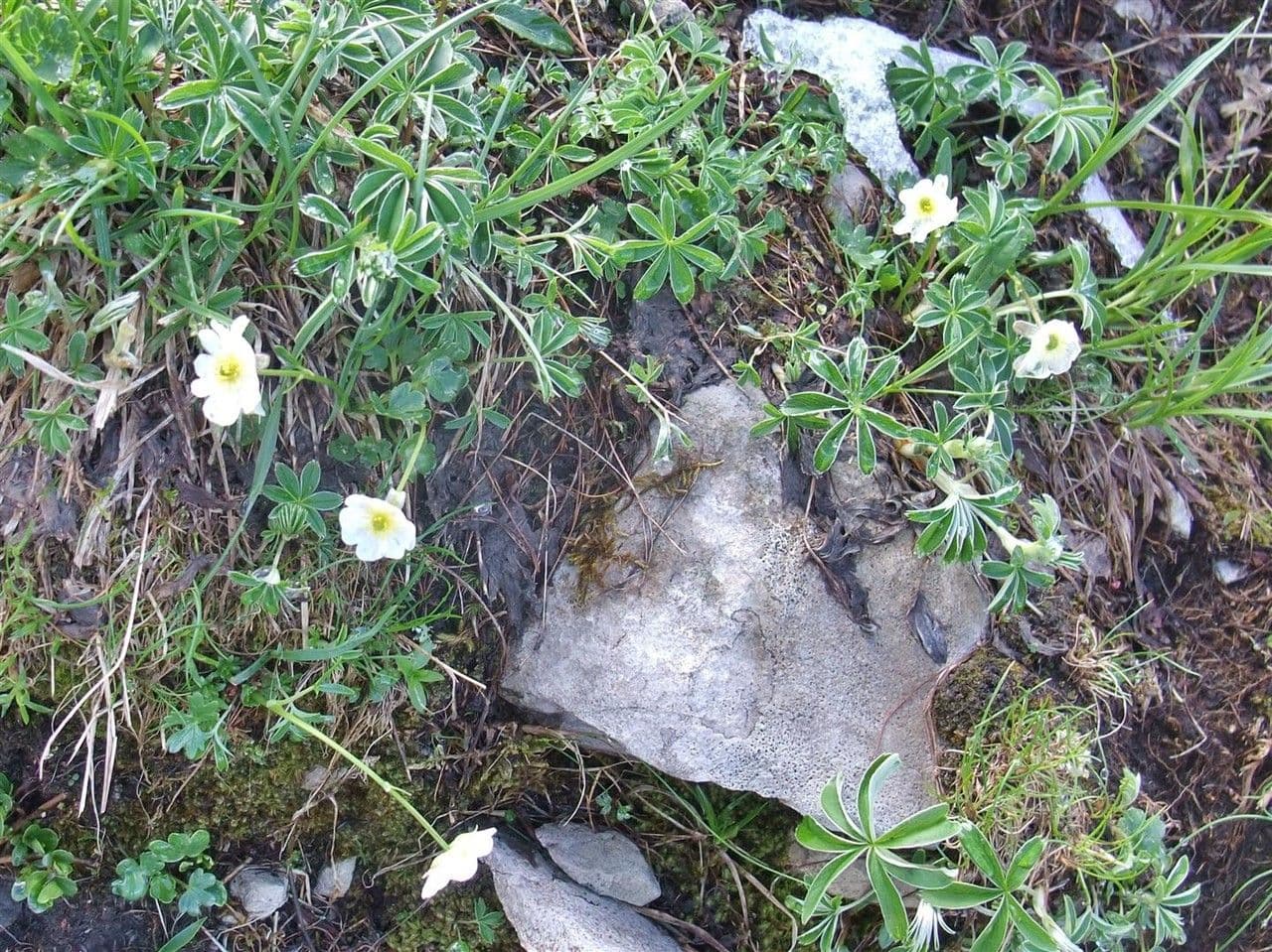 Pryskyřník 11