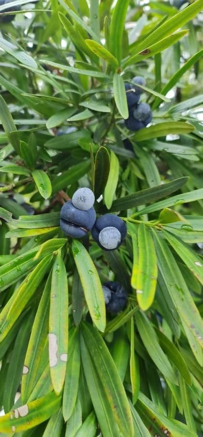 Hohe Podocarpus 2