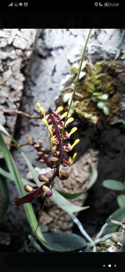 Bulbophyllum 5