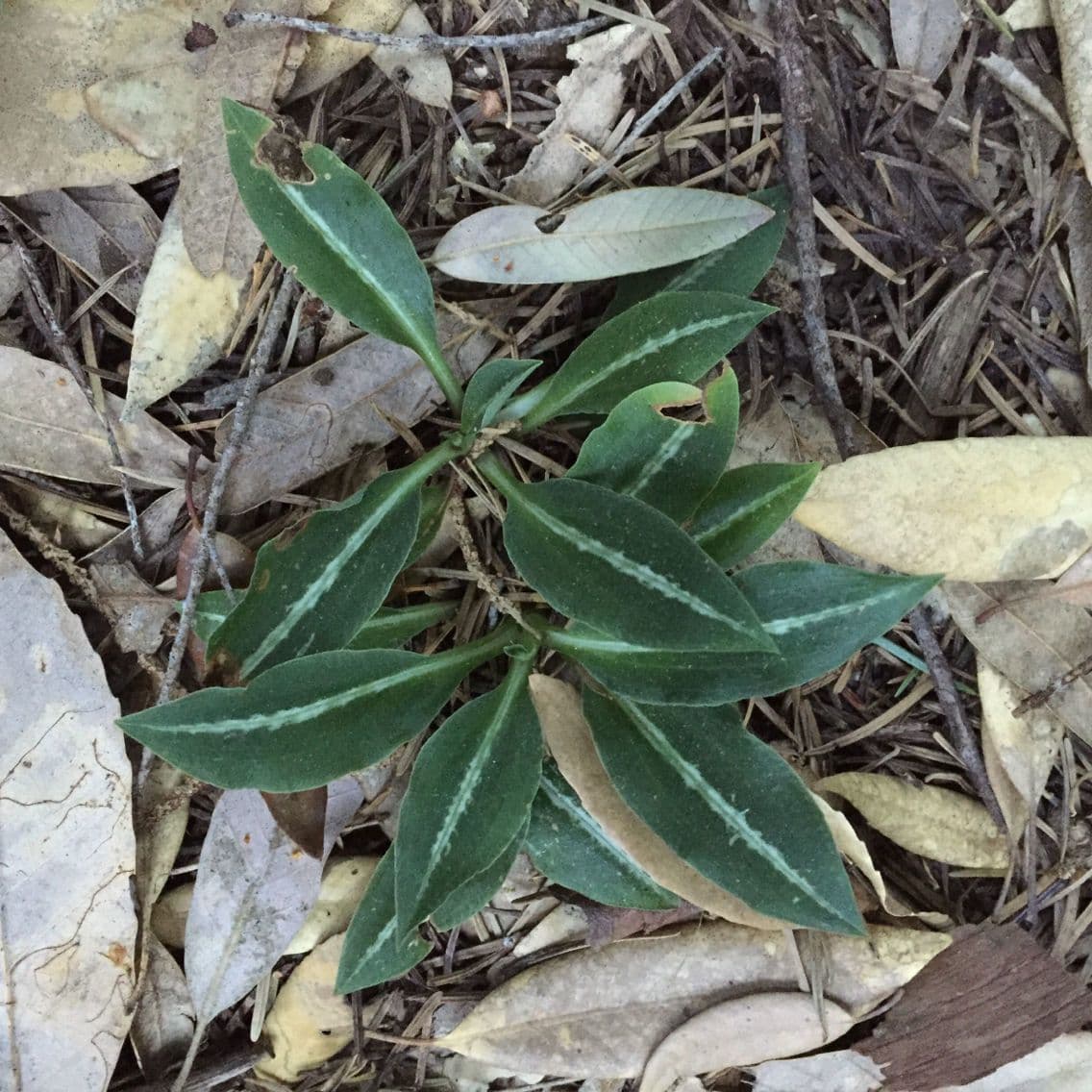 Goodyera oblongifolia 12