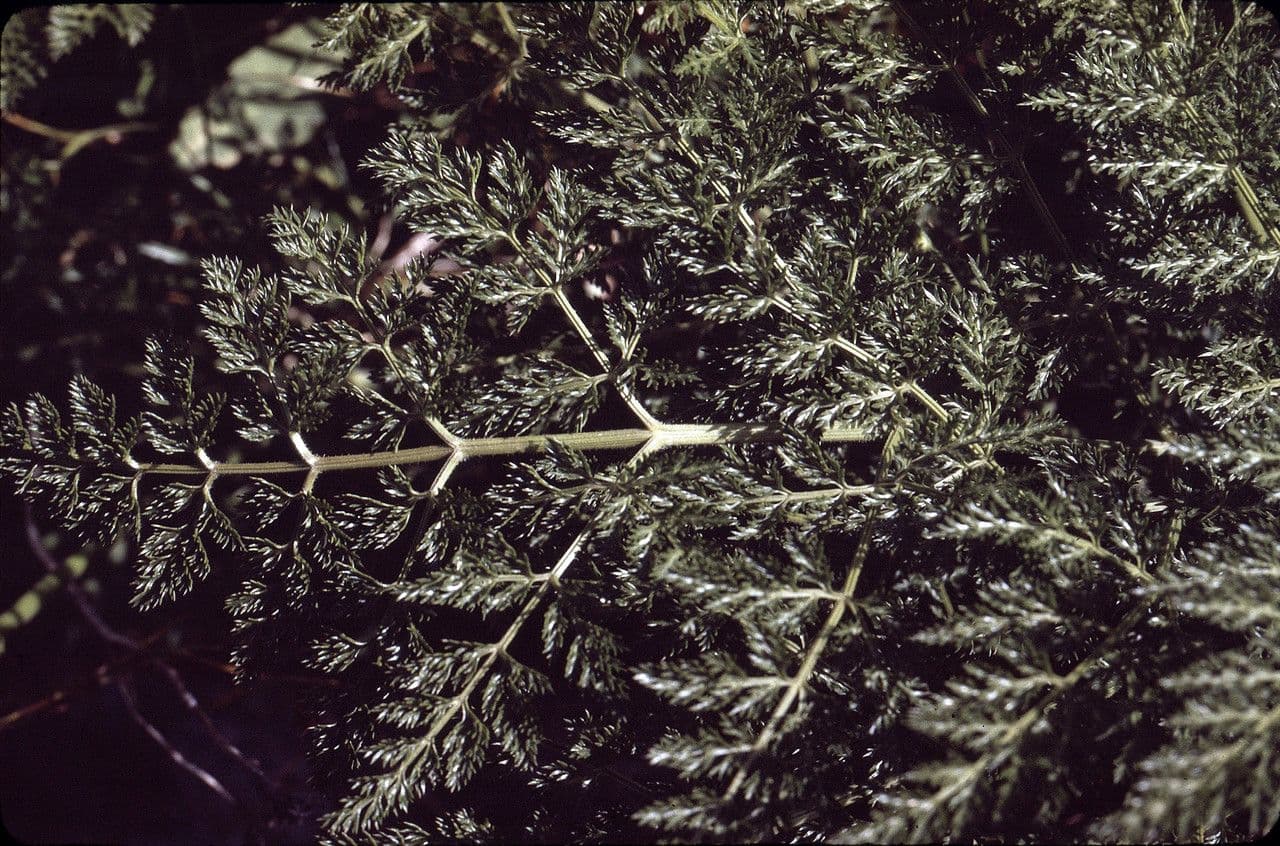 Laserpitium 20