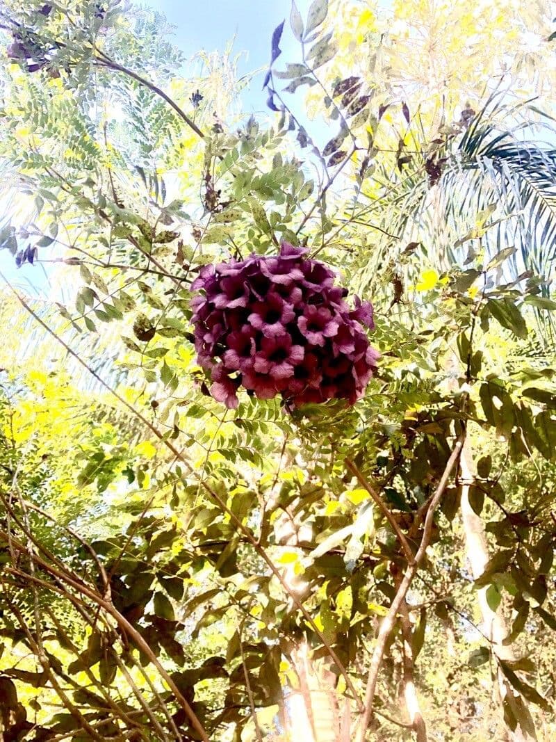 Jacaranda 2