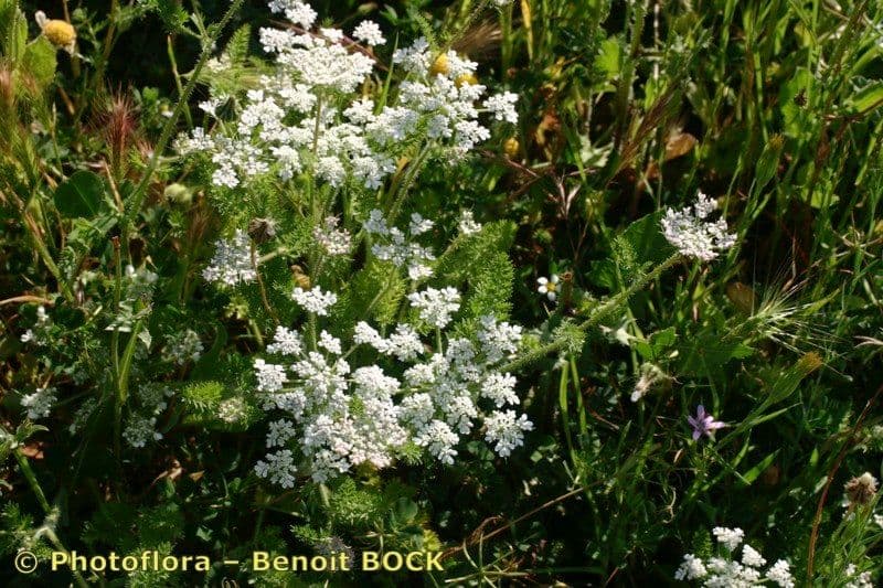 Carota selvatica irta 14
