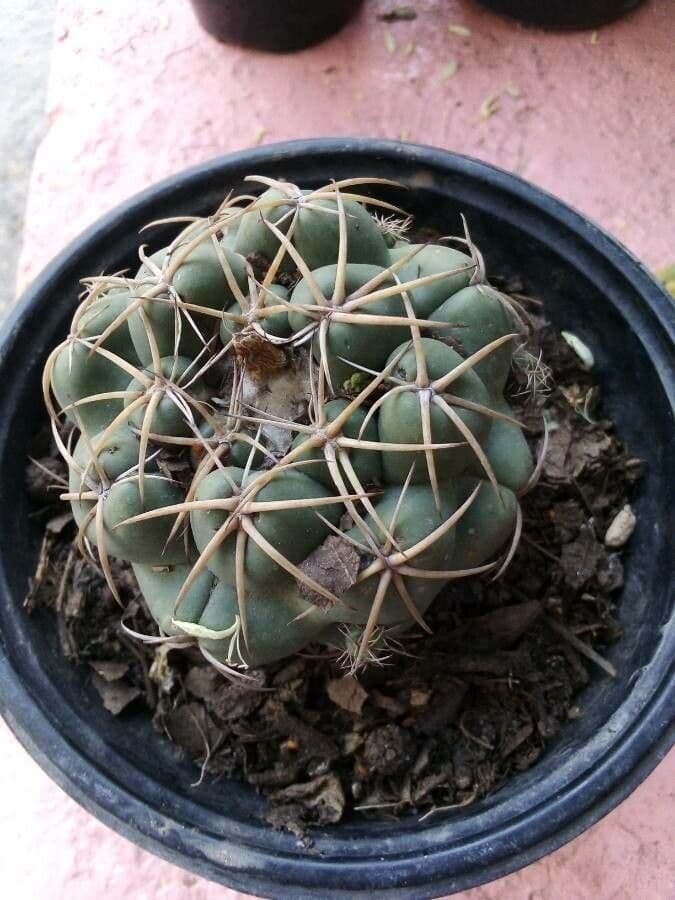 Thelocactus hexaedrophorus 6