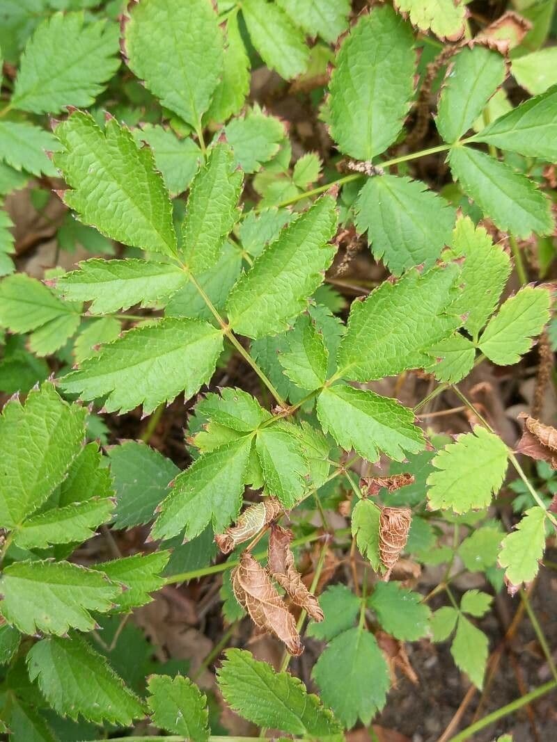 Astilbe rossa 11