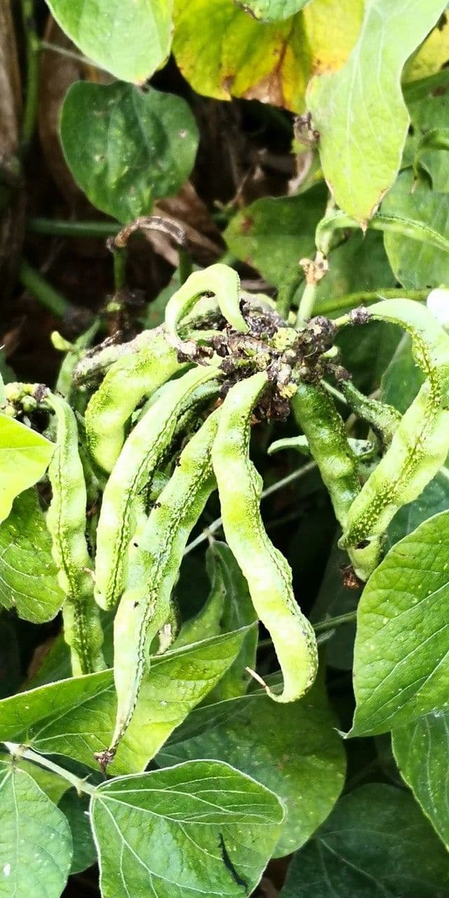 Prunkbohne 2