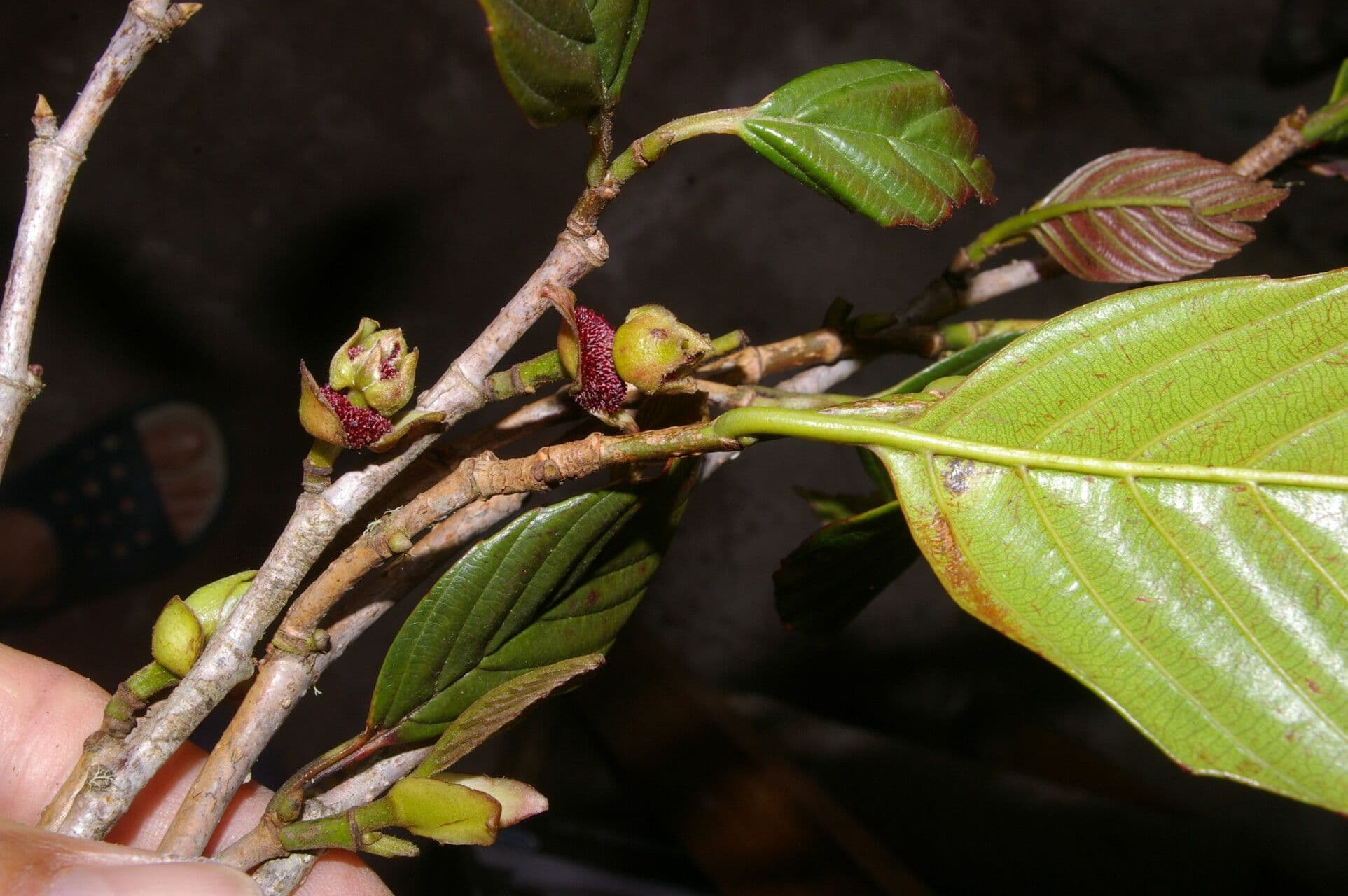 Ticodendron 3