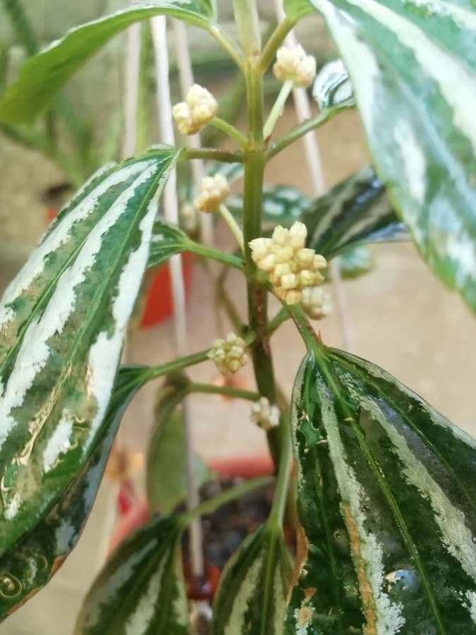 Pilea 7