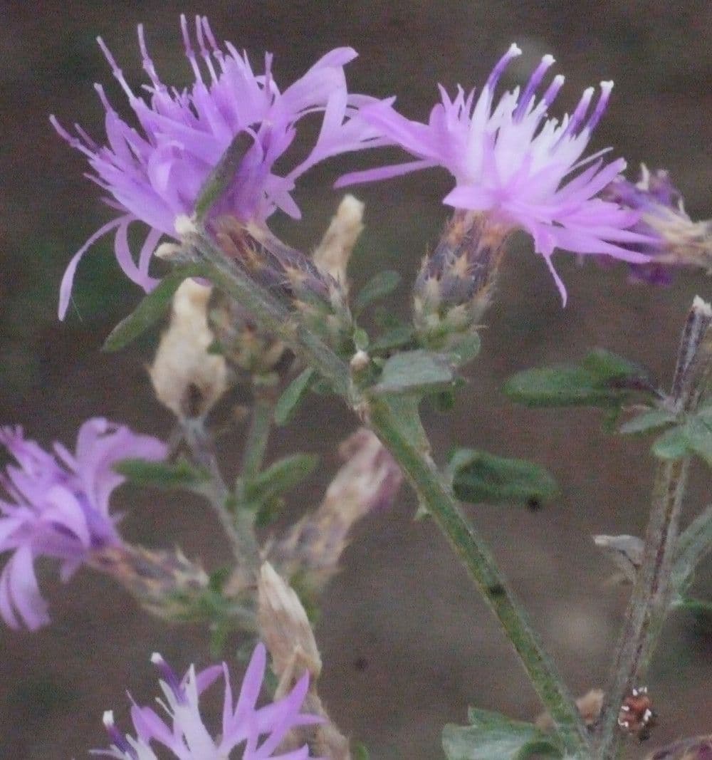 Centaurée paniculée 28