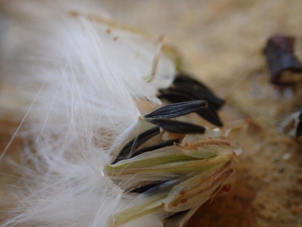 Lactuca indická