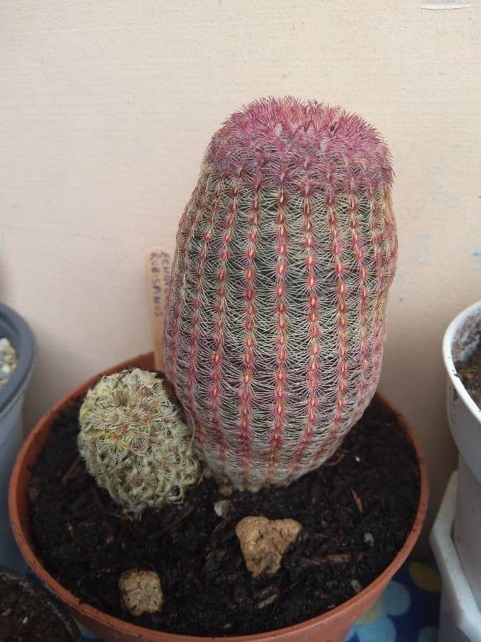 Cactus arcobaleno dell'Arizona 14