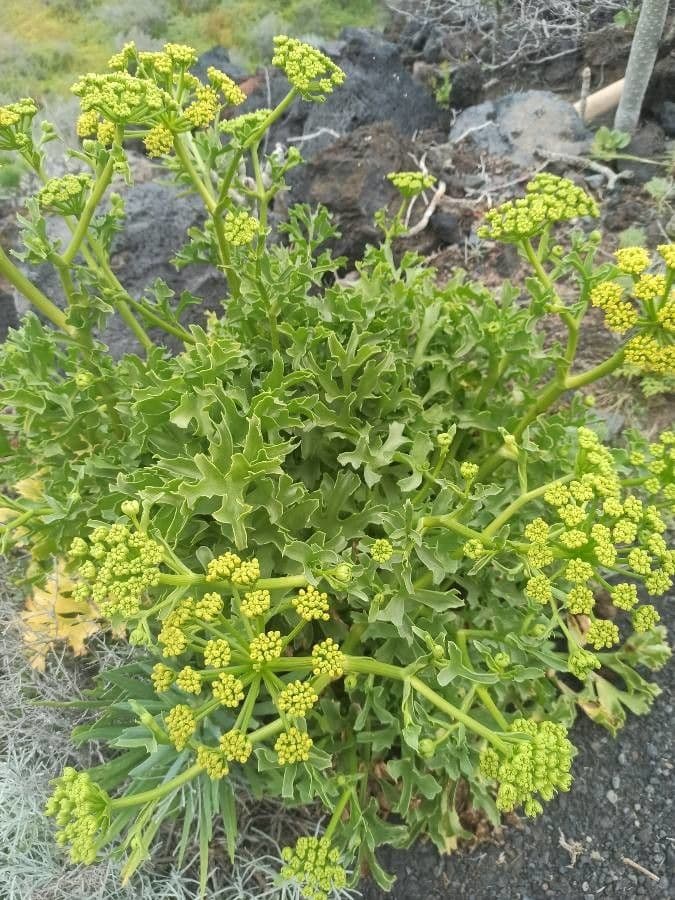 Astydamia 13