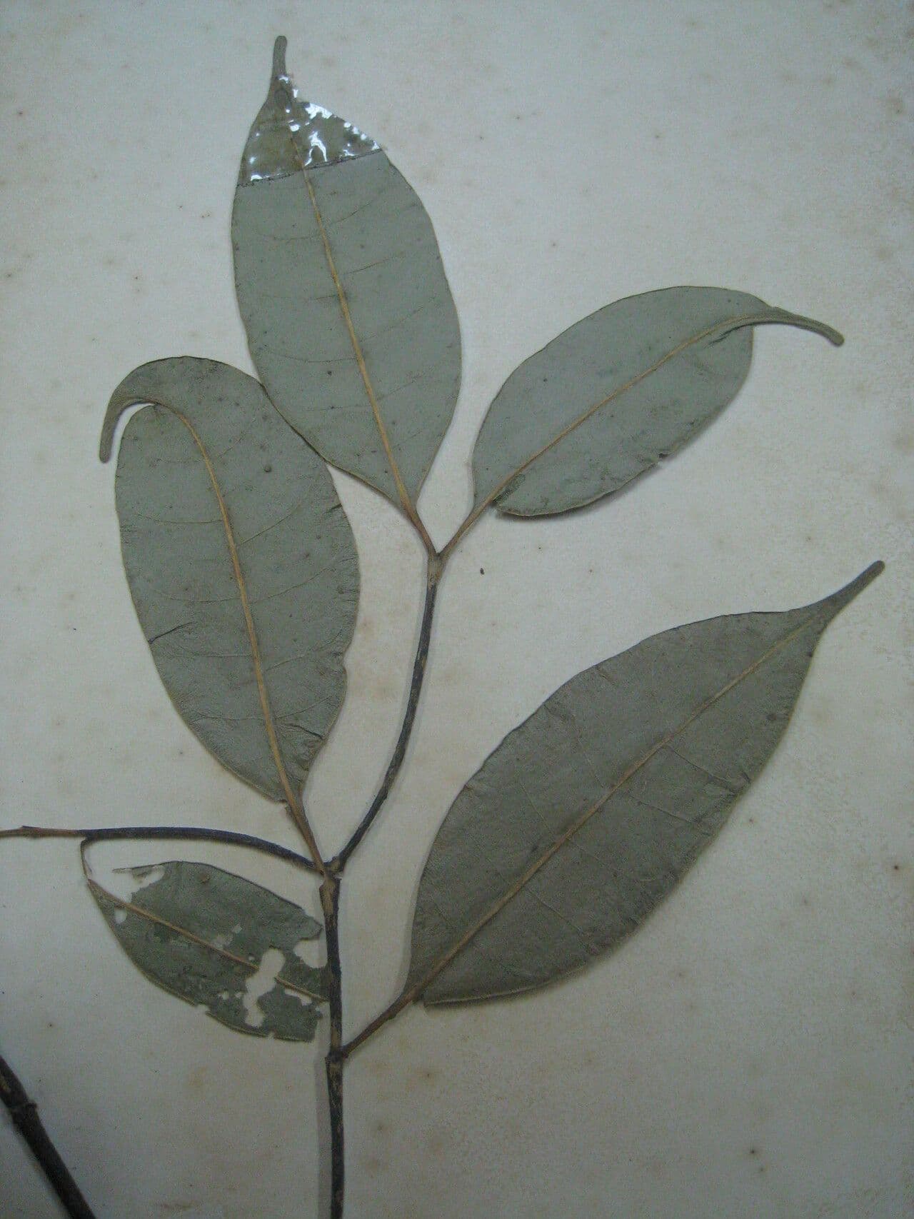 Tabernaemontana 6