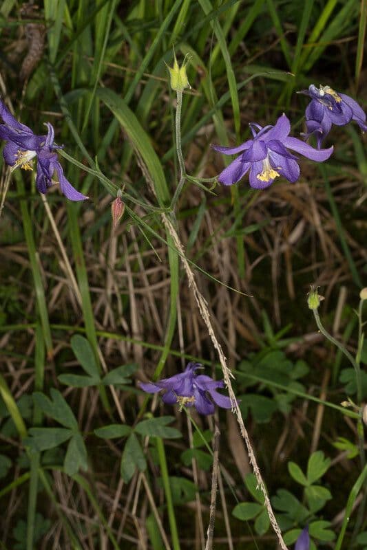 Aquilegia 7