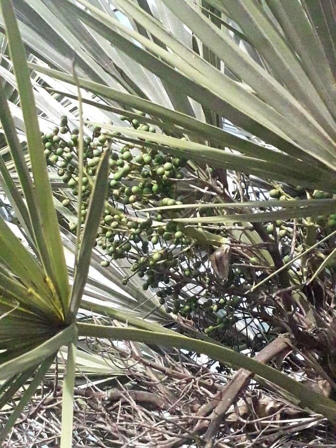 Trithrinax polny