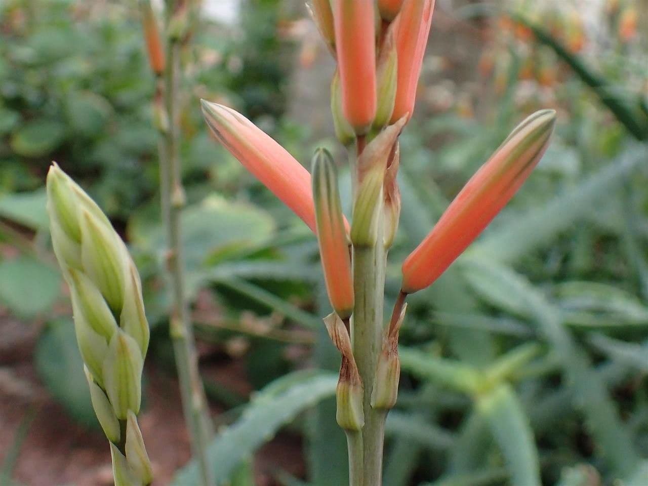 Aloe 2