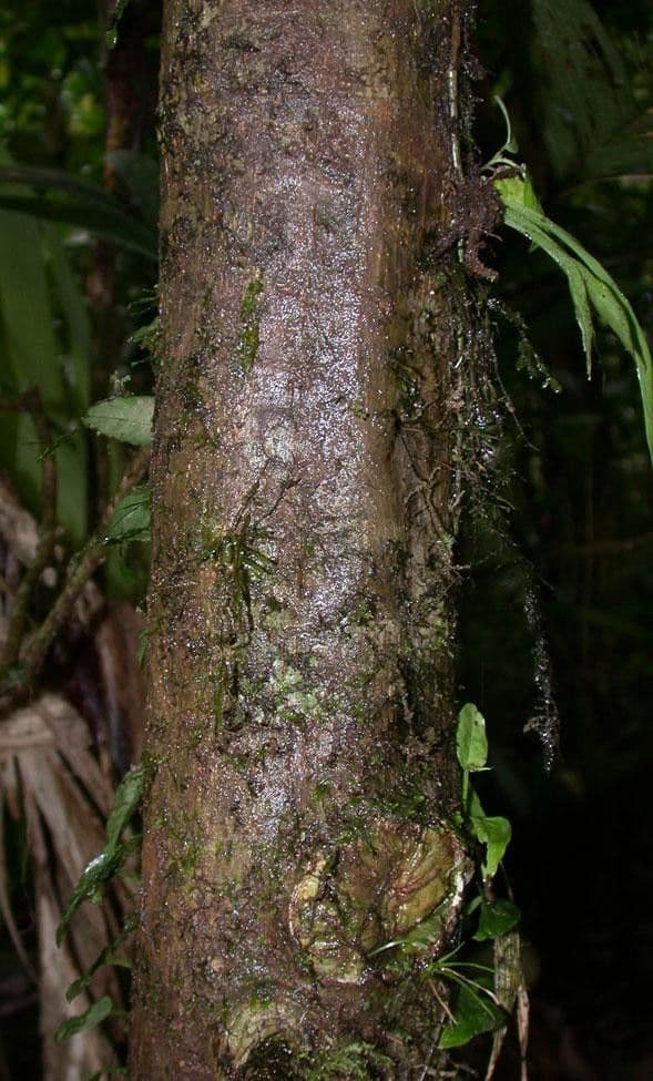 Hedyosmum 15
