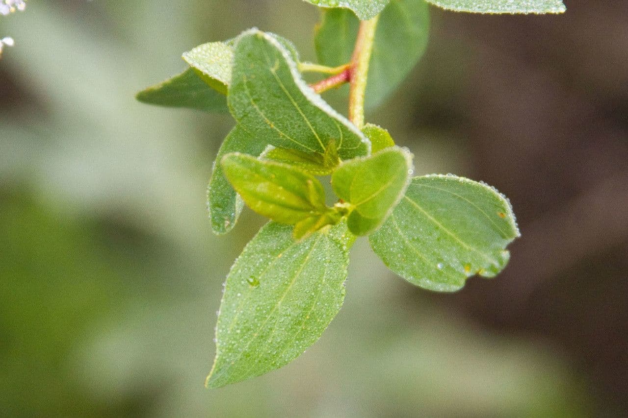 Ceanothus 4