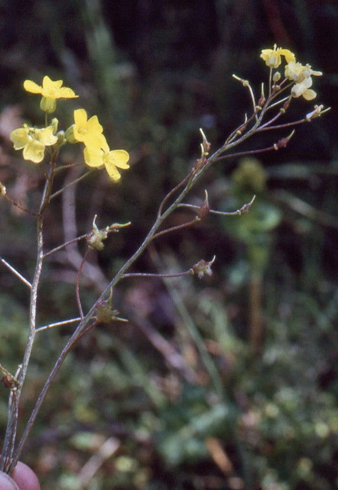 Bunias erucago 29