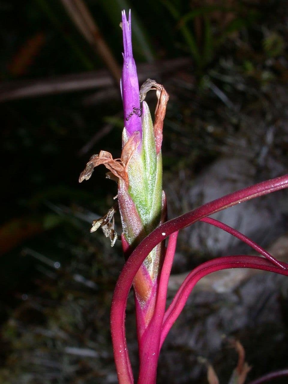 Tillandsia bulbosa 7