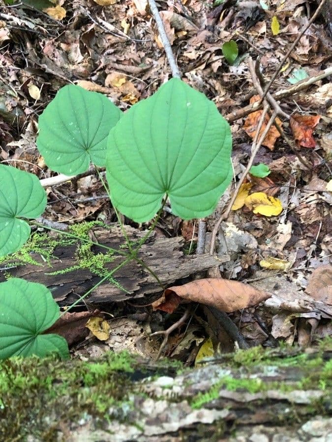 Dioscorea villosa 15