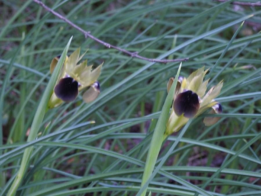 Iris tuberoso 15