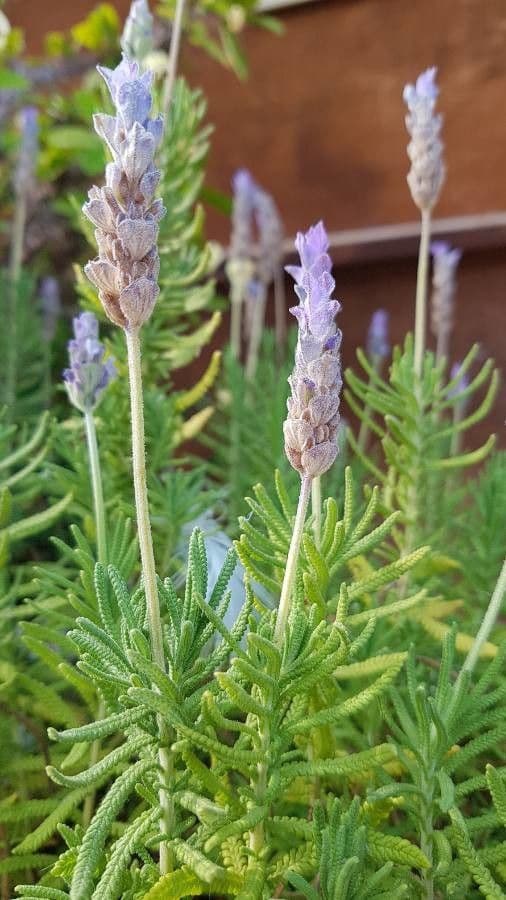 Lavanda dentata 16