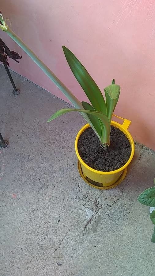 Amaryllis regina 21