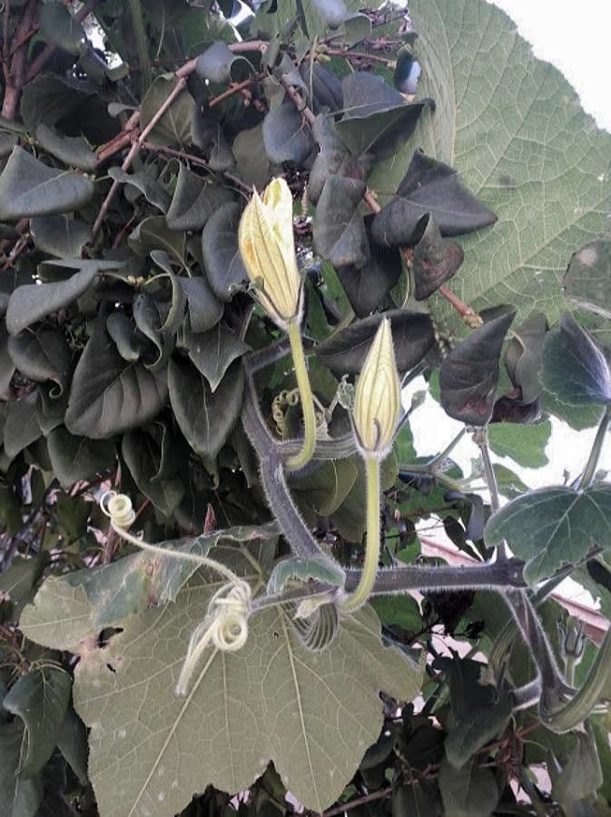 Potiron 9