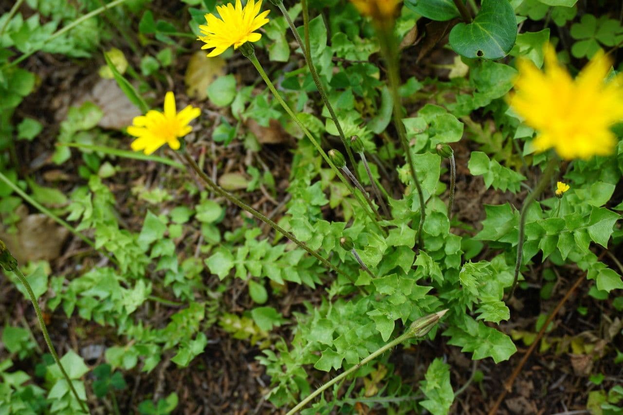 Hyoseris radiata 27