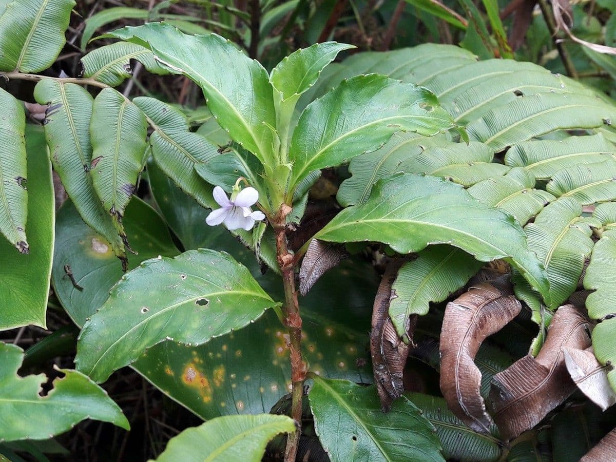 Viola stipularis 7