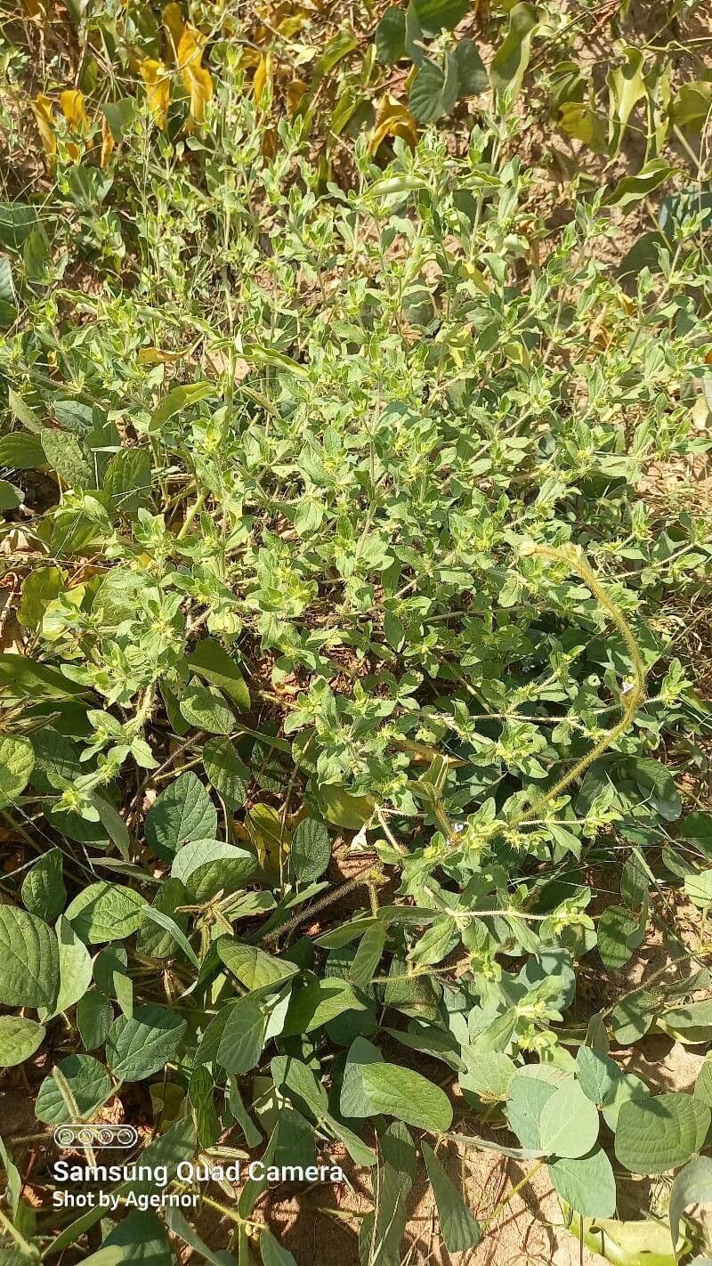 Acanthospermum 3
