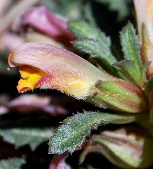 Pedicularis semibarbata 3