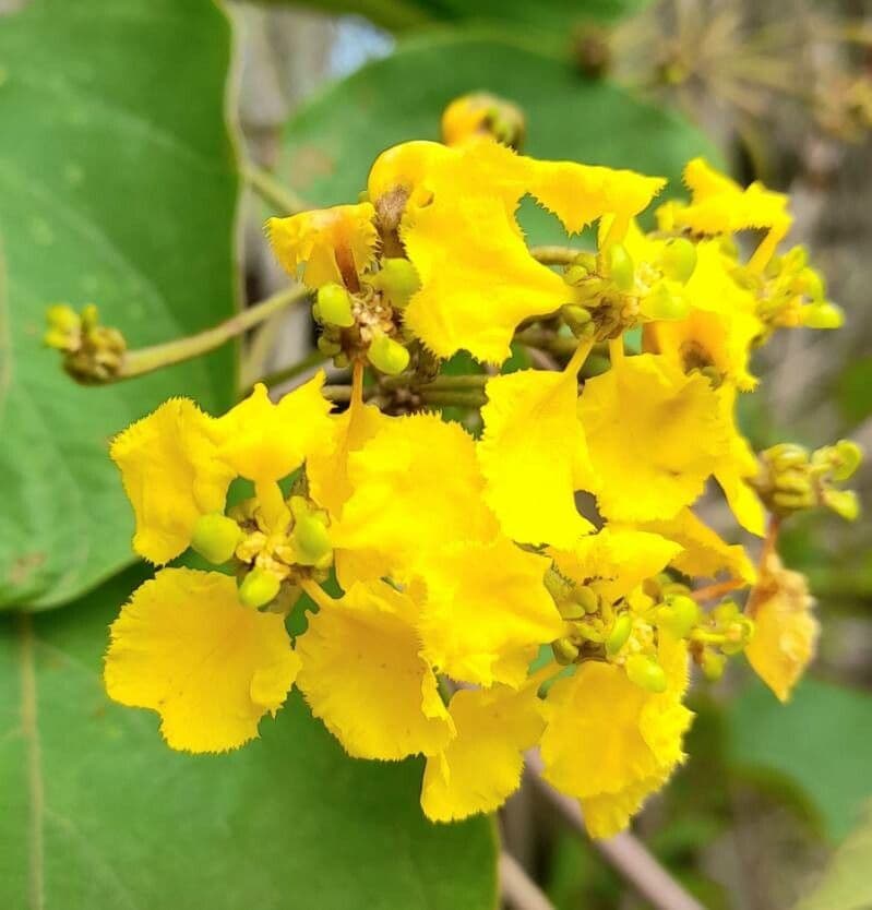 Stigmaphyllon 2