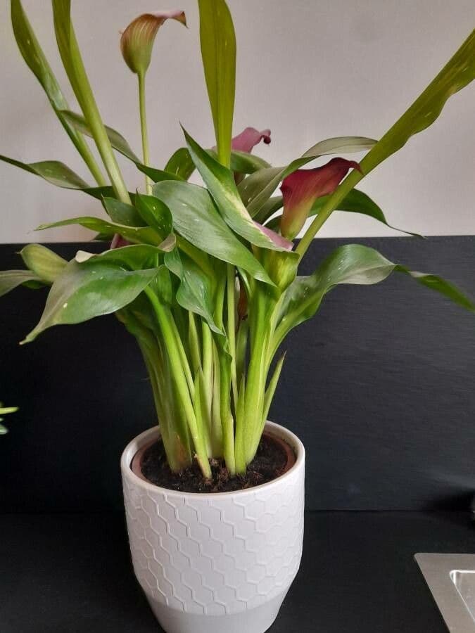 Calla 5
