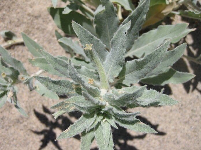 Enagra californiana 15