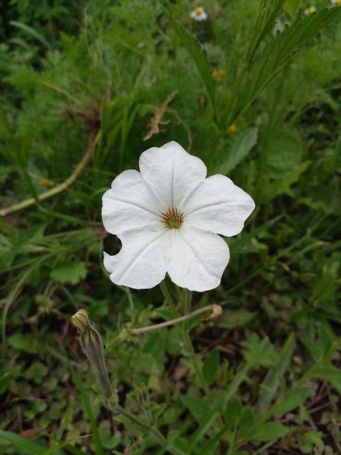 Petunia 3