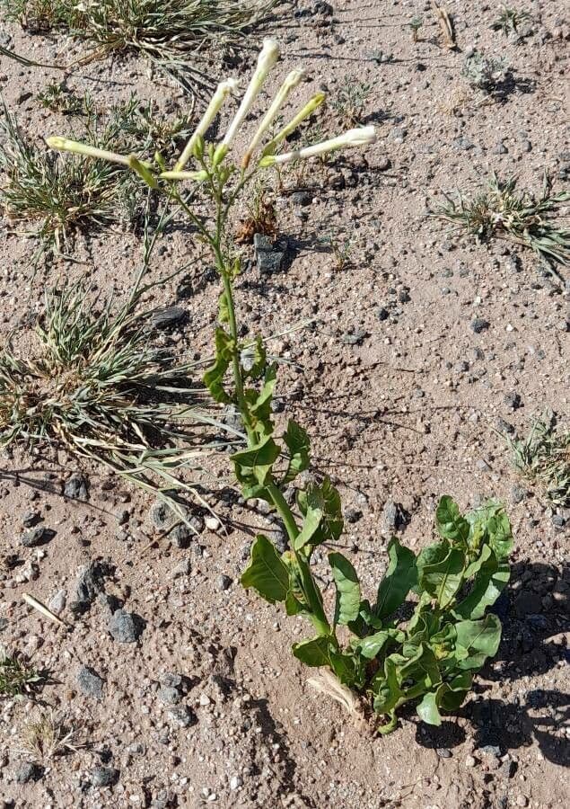 Nicotiana 5