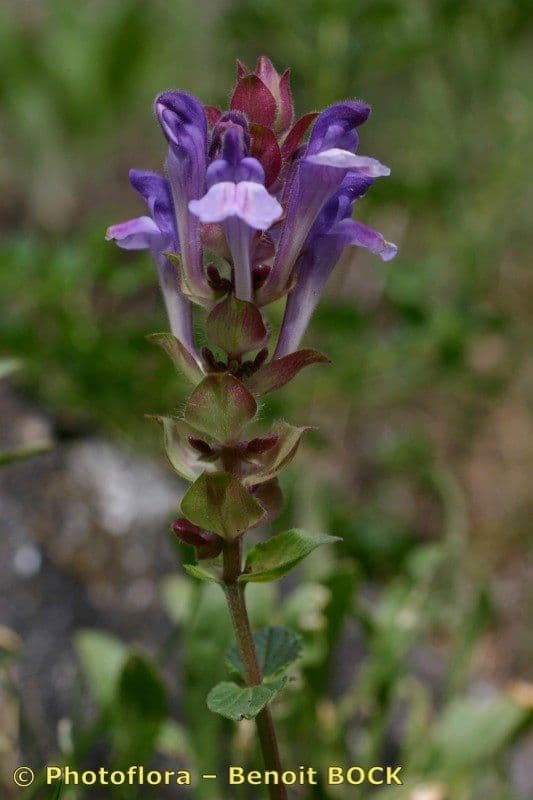 Tarczyca alpejska 24