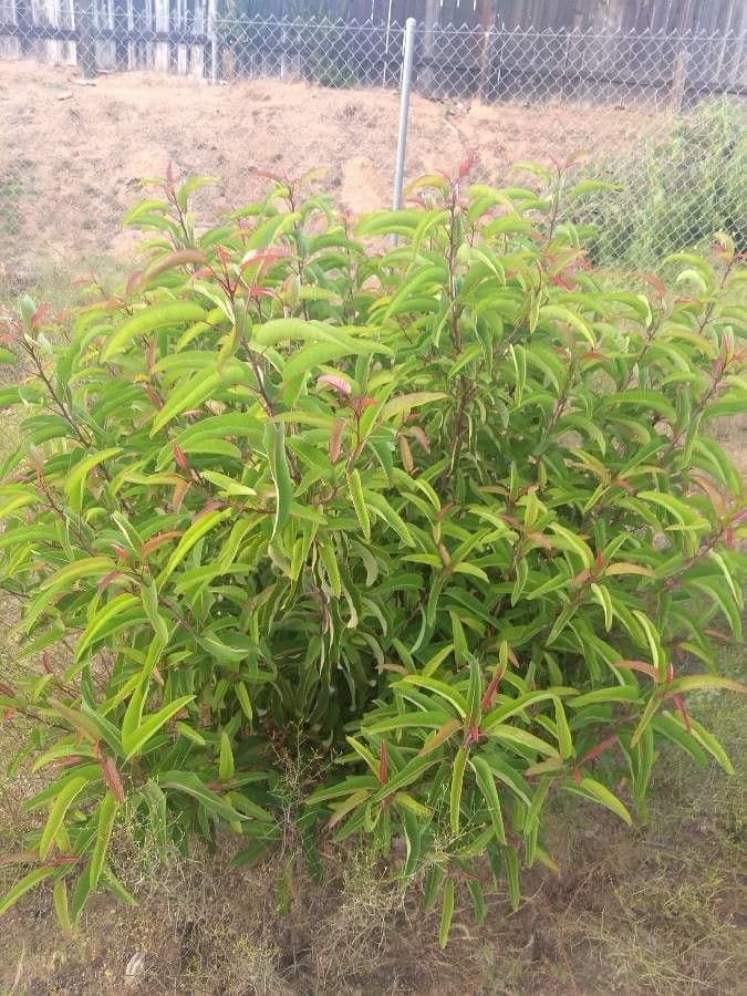 Malosma 18