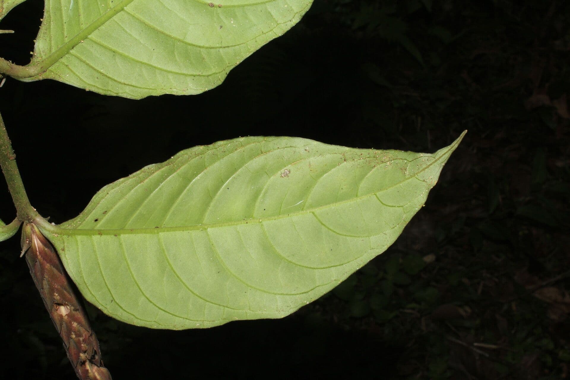 Aphelandra aurantiaca 9