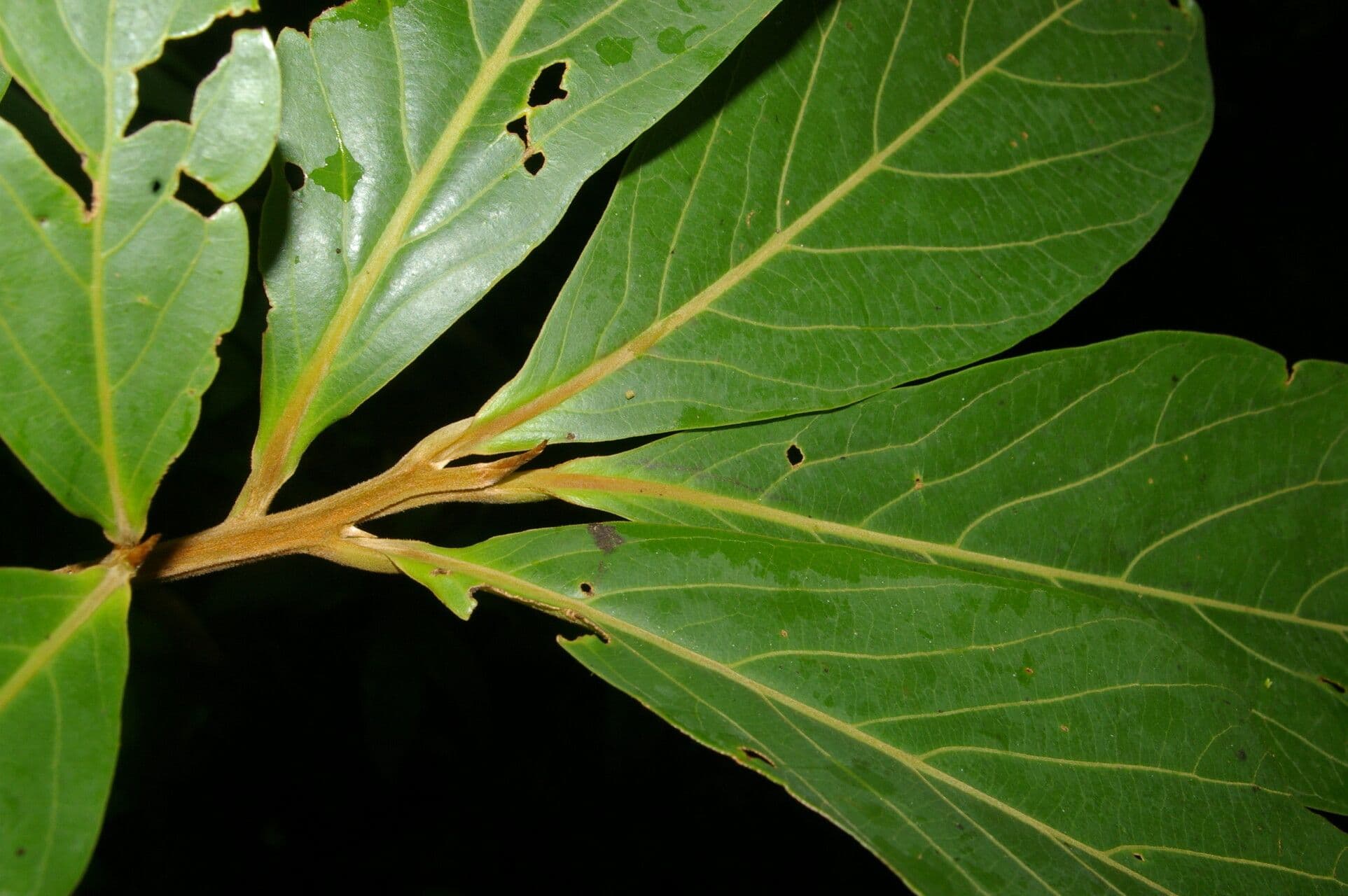 Ocotea 5