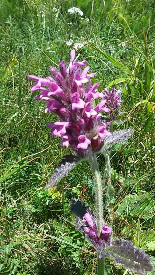 Sideritis